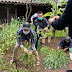 Hà Nội: Phát hiện hộ dân trồng cả vườn cây thuốc phiện ở Tây Tựu
