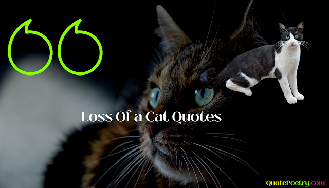 Powerful 50+ Death of a Cat Quotes