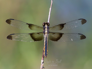 Female Widow Skimmer Dragonfly (Libellula luctuosa)