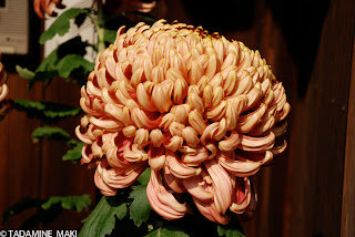 Chrysanthemum in Kyoto, again