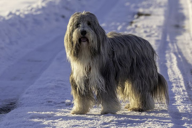 bearded-dog-breeds