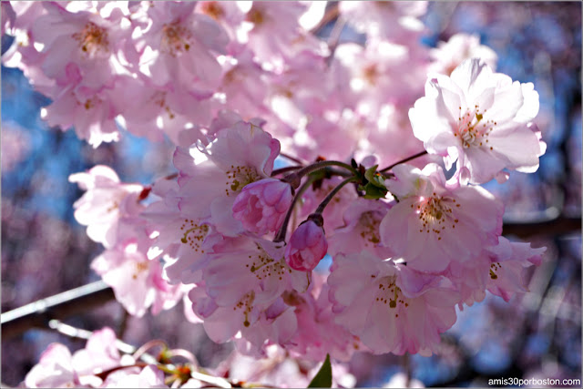 Flores de Sakura o Cerezo Japonés en la Esplanade de Boston