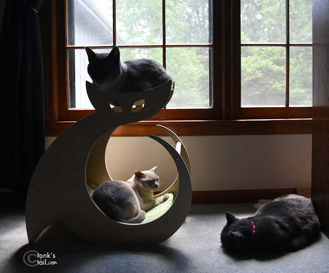 silhouette of cats, cats on cat tree