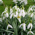 Snow drop flowers pictures.