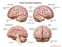 Human Brain Anatomy1