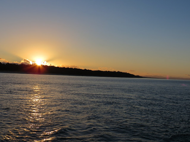 tauranga, dolphins, cruise, newzealand