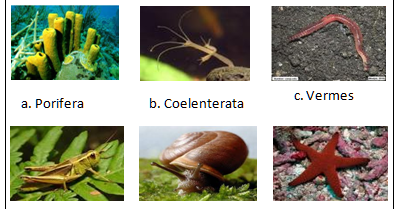 Pengertian Hewan  Invertebrata Ciri Fillum Dan  Contohnya