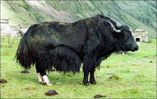 yak