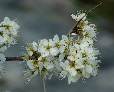 Bramble (Rubus sp)