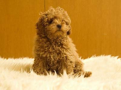 Poodle Puppy Pictures