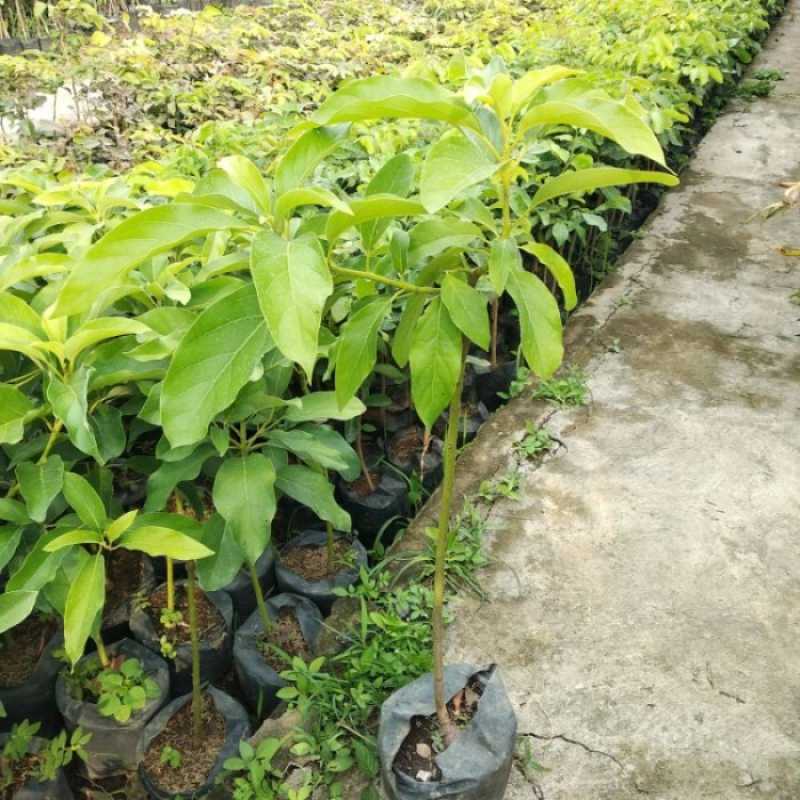 pohon alpukat tanpa biji supplier tanaman Manado