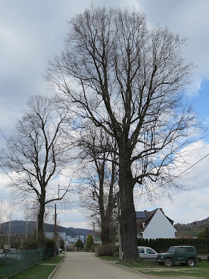 lipa drobnolistna (Tilia cordata)