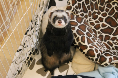 frettinäyttely+wcwfs+ferret+show