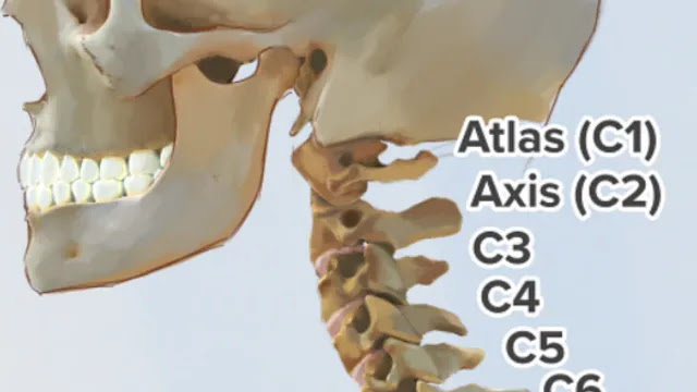 CERVICAL SPINE : MEANING , SOME KEY FEATURES AND FUNCTIONS OF IT