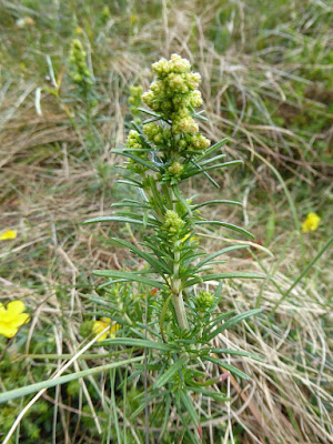 Bedstraw Hybrid? (Galium pomeranicum?)