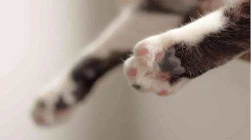  Ante índice de demoras y cancelaciones, y la pérdida del gatito, emplazan a BoA para que hasta dentro de 5 días presente un plan de acción de mejoras
