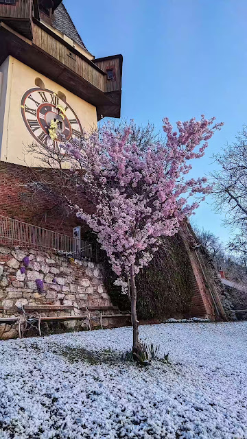 グラーツ、シュロスベルクの桜