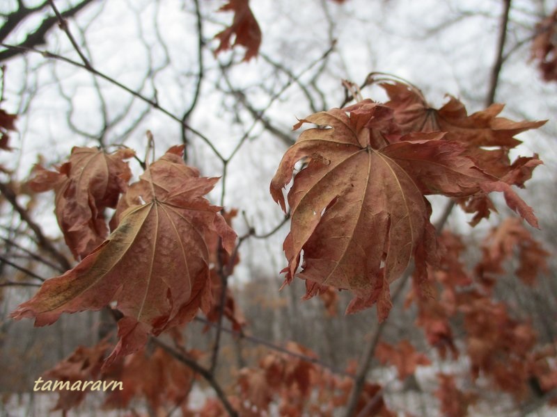 Клён ложнозибольдов (Acer pseudosieboldianum)