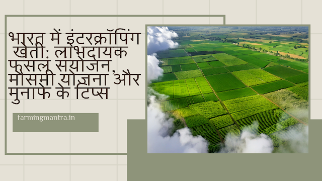 एक भारतीय किसान मक्का और लोबिया की इंटरक्रॉपिंग फसल की जांच करता हुआ