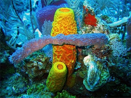 Biogeografi Explore Porifera Cnidaria Ctenophora 