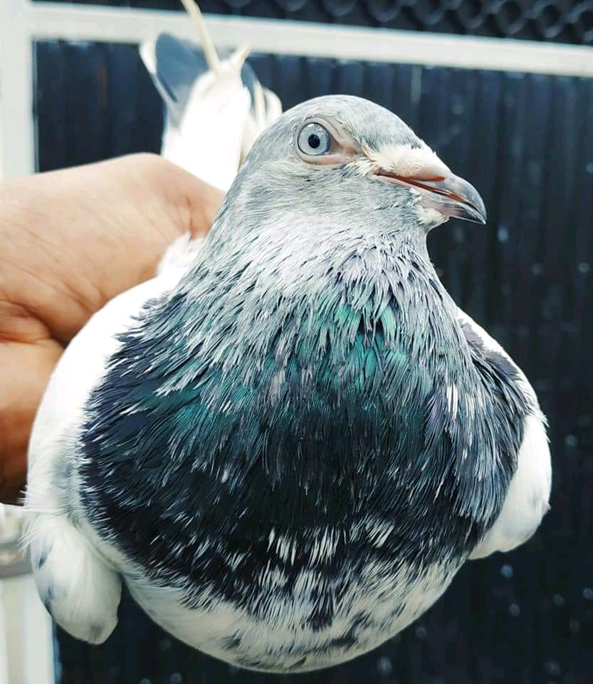 [Pigeons bird Bangladesh] কবুতরের হাট থেকে কবুতর কেন কিনবেন না || কবুতর হাট || কবুতর ক্রয়-বিক্রয়।