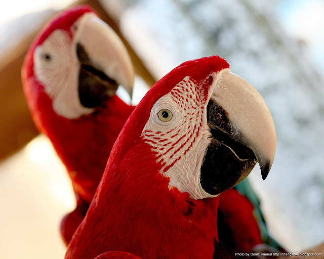 langkawi parrots bird wallpaper HD