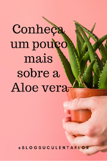 aloe vera em vaso