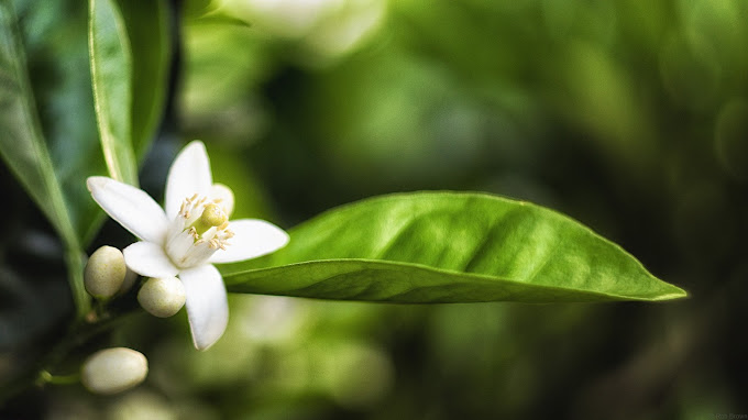 Flor de laranjeira