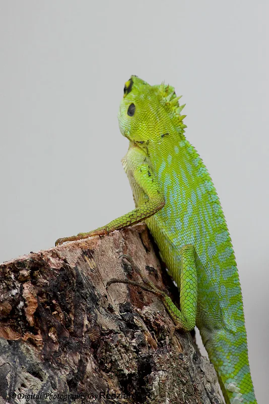 Chameleon Green Crested Lizard