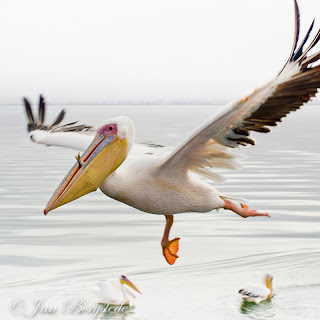 Fotografie - Wildlifephotography