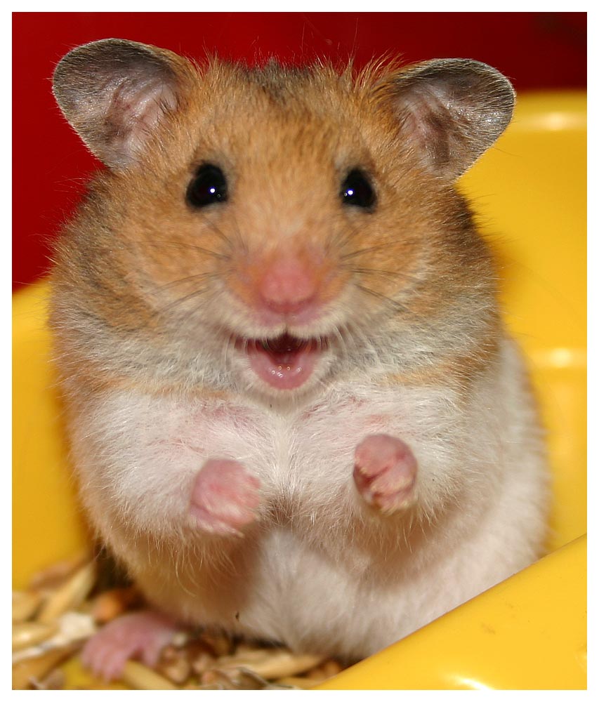 Hamster