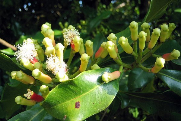 Cloves, Herbs and Spices with Various Benefits