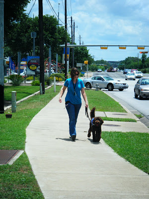 Alfie in his blue work jacket, tail wagging, walking along with me on the sidewalk near a busy intersection