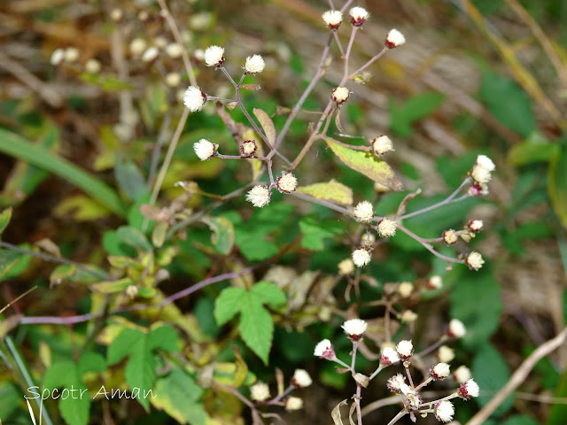 Aster microcephalus