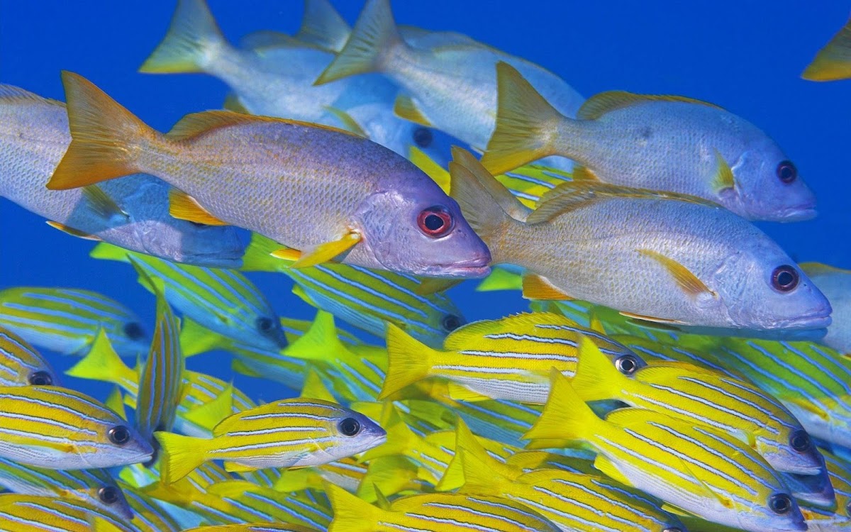 Fishes in Sea Widescreen HD Wallpaper