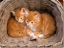 gatos rubios- buscoimagenes (15)