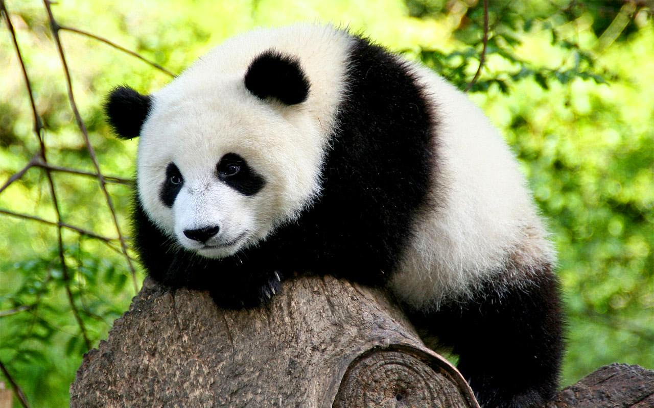 Gambar Panda Lucu Serta Asal Usul Panda Sealkazz Blog