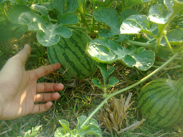 Pohon Semangka Sudah Berbuah Lebat