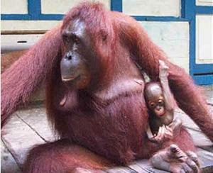 orangutans picture