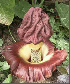 amorphophallus