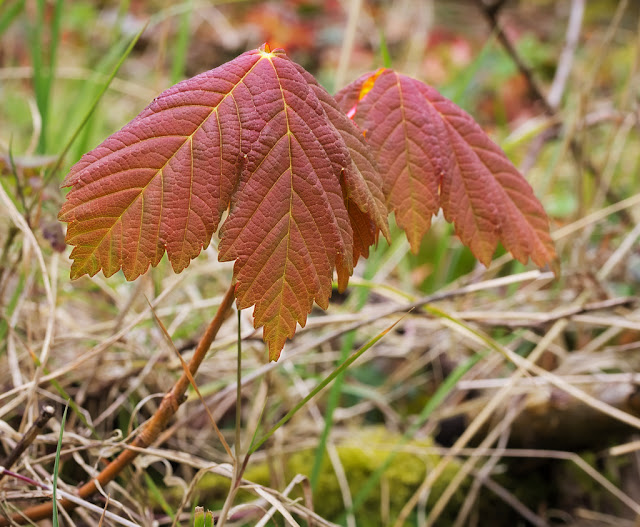 Young sycamore plant