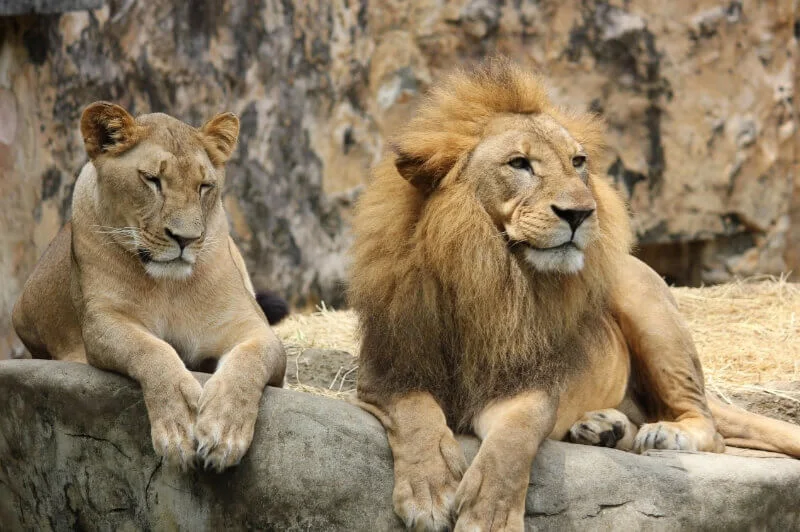 Lion | Facts And Information About Lion With Picture,Lion animal, Lion facts,lion is the king of forest,lion facts for kids,lion animal images,lion characteristics,lion habitat,lion sound,lion predators,lion lifespan,Kv facts, Information about birds, Information about animals, Interesting facts about birds and animal life, Information about pets animals and birds, birds, The most beautiful birds in the world, interesting facts about birds, photos of birds, habitat of birds, colorful birds, animals, interesting facts about animals, photos of animals, habitat of animals, diet of birds, animal diet, pet birds, dangerous animals