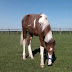 Firefighter Keeps Horse She Rescues