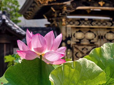 Sacred lotus flower: Kencho-ji 