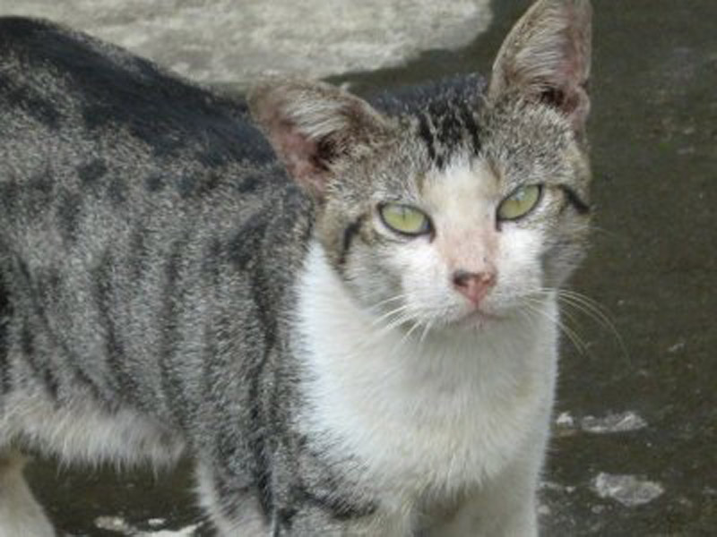 Foto-foto kucing kampung lucu  Kucing gue