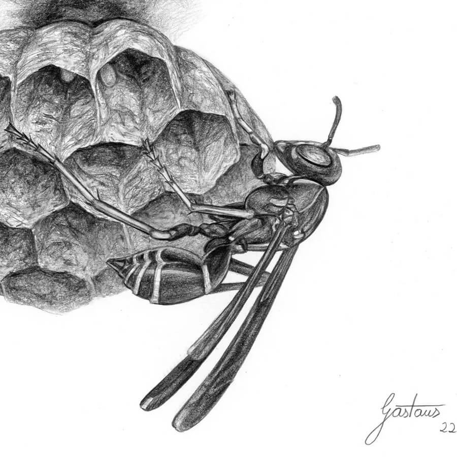 07-A-wasp-nest-Pencil-Drawings-Gastaus-www-designstack-co