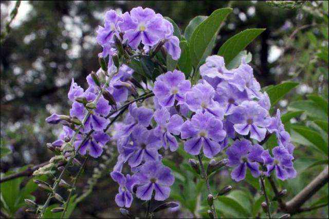 Purple Flowers Names