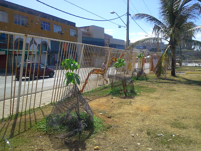 Mudas ainda precisam de cuidado