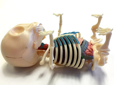 The Gorgeously Creepy Gummi Bear Skeleton Anatomy Puzzle Model Kit