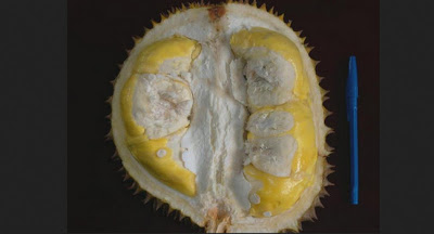 9 Durian dari Berbagai Daerah Di Indonesia